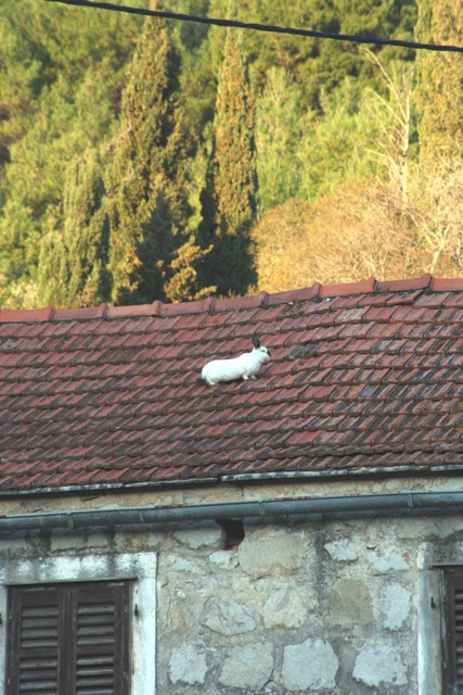 Roof rabbit